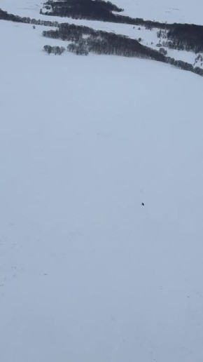 На Камчатке еще не все медведи ушли в спячку