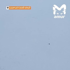 Камчатские медведи до сих пор не ушли в спячку