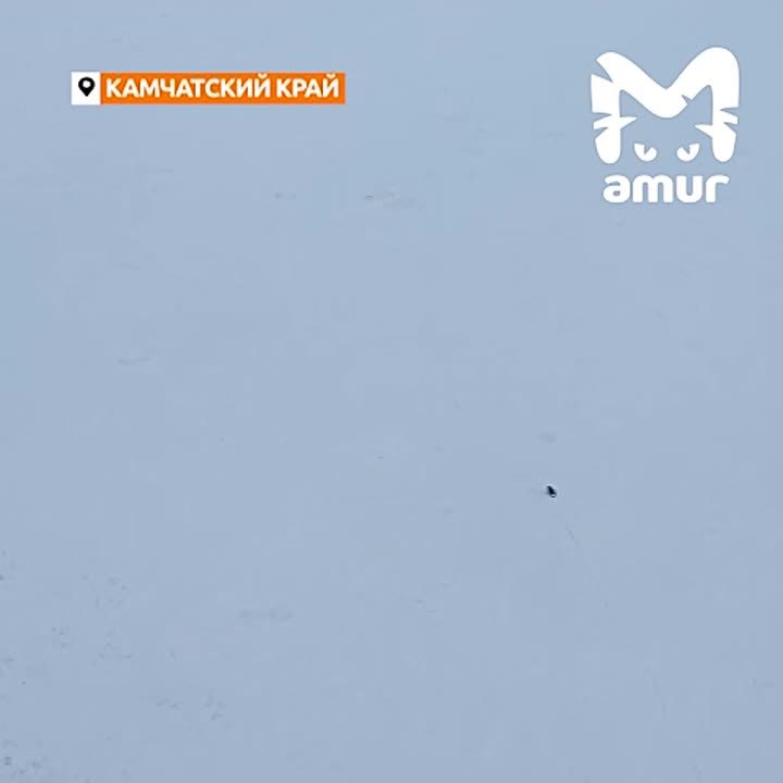 Камчатские медведи до сих пор не ушли в спячку