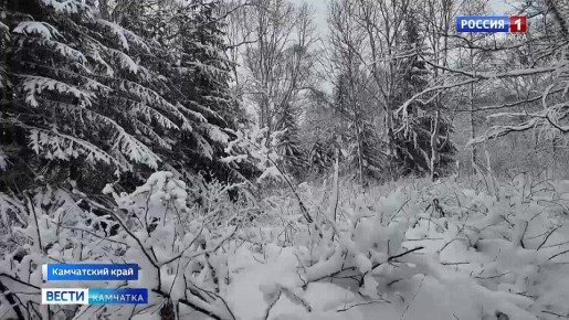 На полуострове стартовала кампания по добыче главного новогоднего дерева