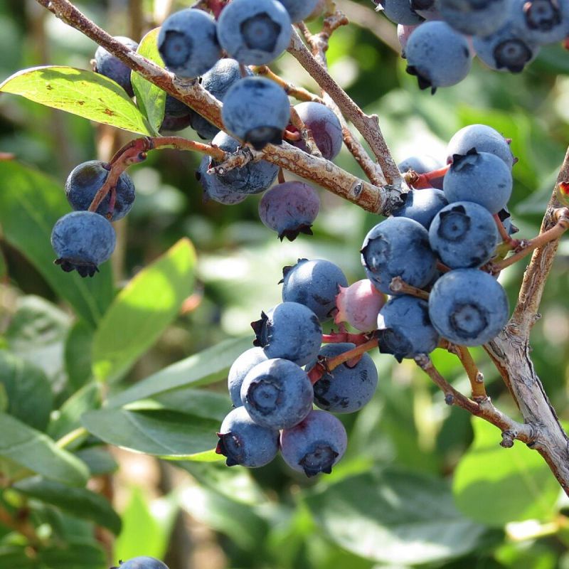 ������ ���� �������� ������ ����������� ������������ ����� ���������