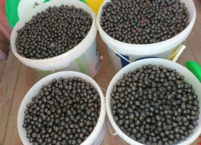 Урожай 2025 года: почему дачные ягоды остаются на ветках?