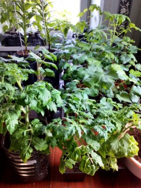 Как эффективно обеззаразить почву для рассады с помощью микроволновой печи