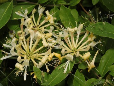Зимние кустарники, которые наполняют сад ароматом и очарованием