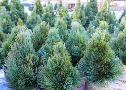 � ������������������������ ������������ ������� ������