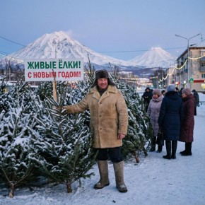 На Камчатке стартовала предновогодняя продажа живых ёлок