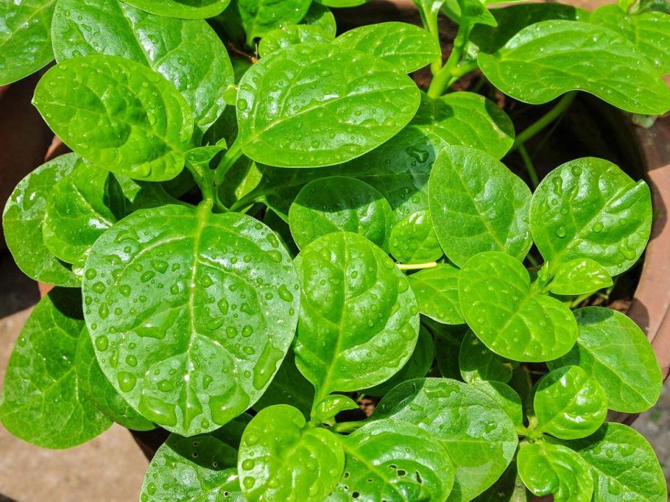 Шпинат: легкое решение для вашего огорода и здорового питания