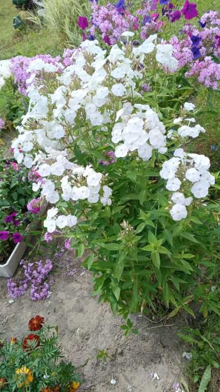 30 минут в день для новой жизни на пенсии: как простой подход может изменить всё