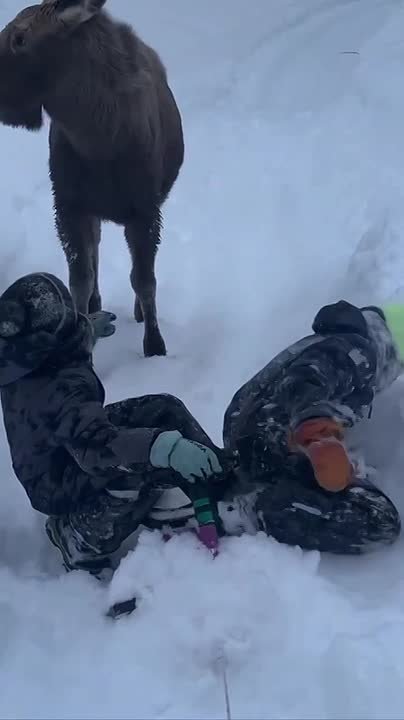 На севере Камчатки дети играют в догонялки с лосем