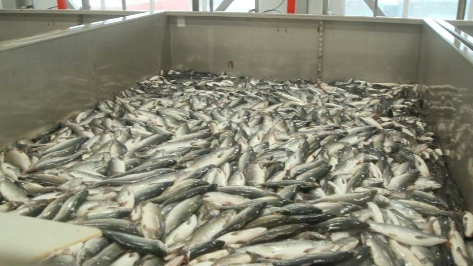1 На Камчатке реализовали 430 тонн рыбы по сниженной цене