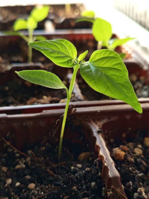 Как ускорить проращивание семян болгарского перца: секреты успешного огородника