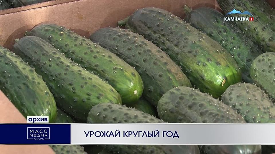 Урожай круглый год. В тепличном комплексе «Камчатский» завершили установку газопоршневых установок энергоцентра