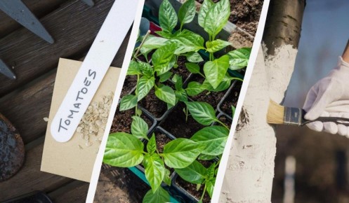 ������� �� �������: ������ ���� ��� ������������� �������