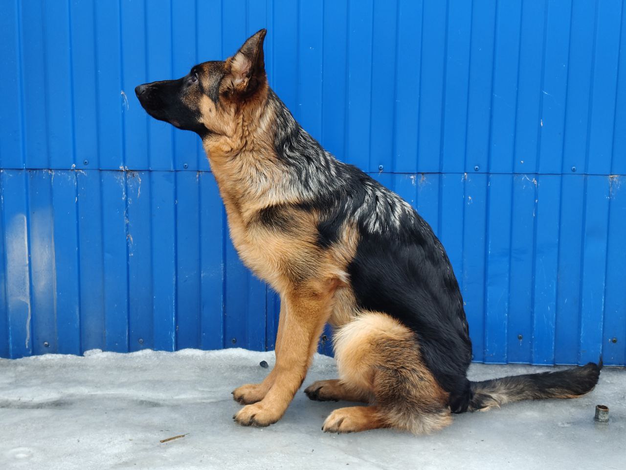 Камчатская транспортная полиция приветствует нового сотрудника Камчатская транспортная полиция приветствует нового сотрудника