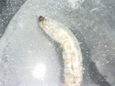 ��� ������� ���������� ������� � �������� ���������: ������� � ����������� �������