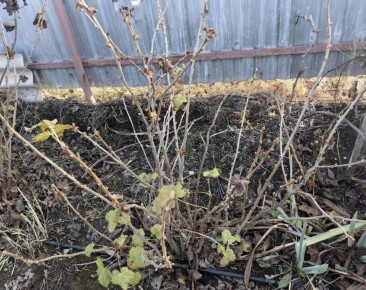 ������� ������ � ������ ���������: �� ������� �� ������