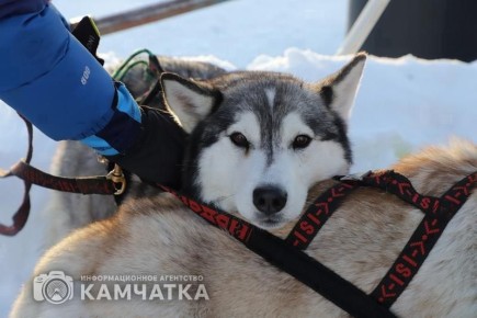 ���������� ������� ��������: ���, ���� � ������������� ��������