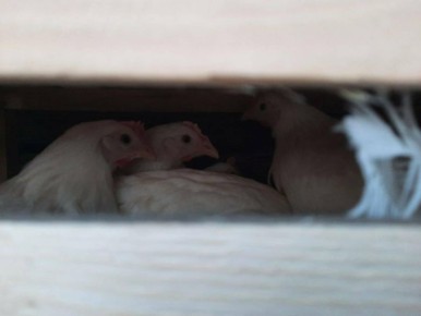 Камчатка усиливает собственное производство продуктов питания