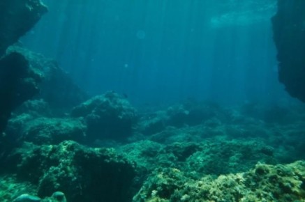 У берегов Камчатки найдены организмы-«пришельцы»