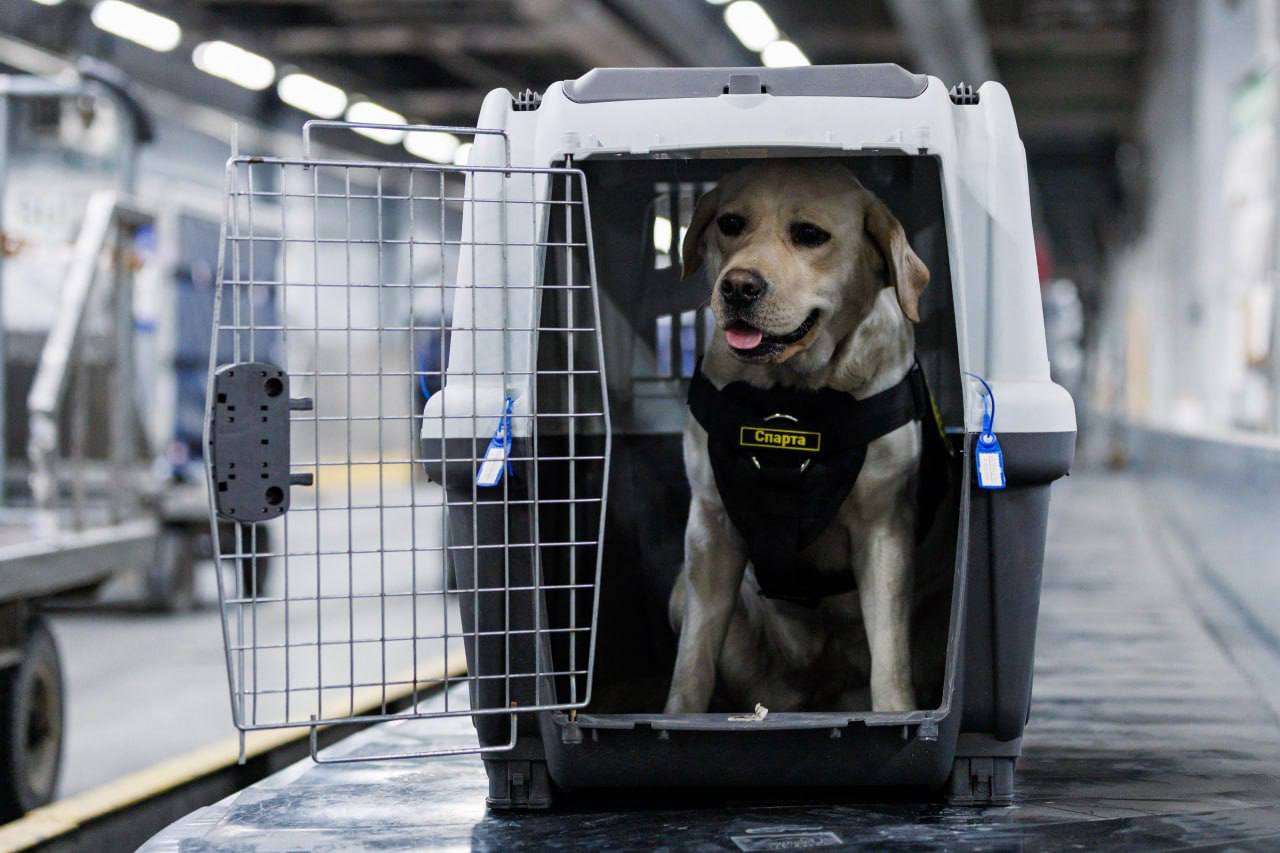 Охранять покой пассажиров главного камчатского аэропорта будет лабрадор-ретривер Спарта Охранять покой пассажиров главного камчатского аэропорта будет лабрадор-ретривер Спарта
