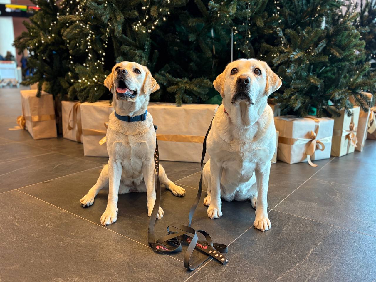 Охранять покой пассажиров главного камчатского аэропорта будет лабрадор-ретривер Спарта