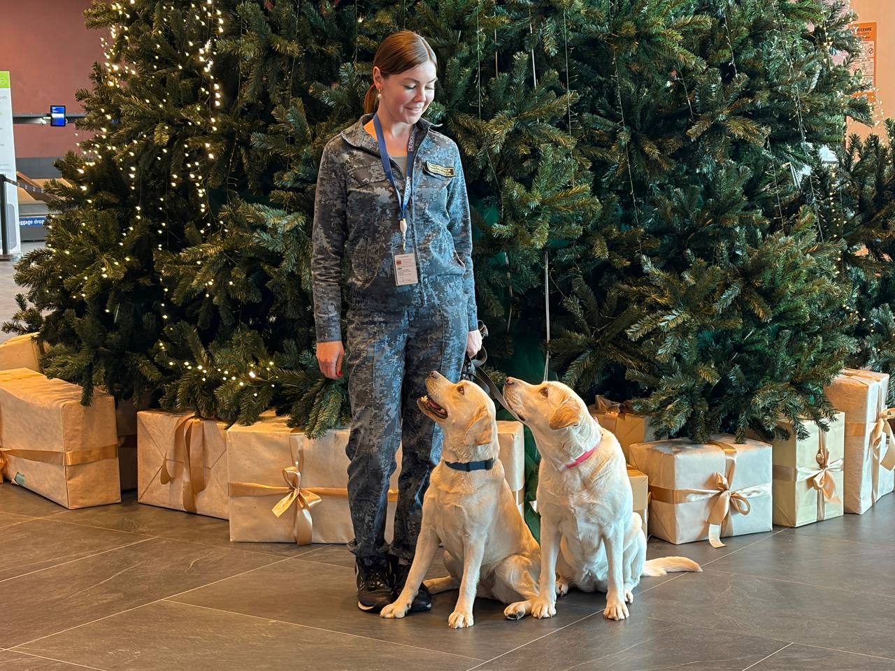 Охранять покой пассажиров главного камчатского аэропорта будет лабрадор-ретривер Спарта Охранять покой пассажиров главного камчатского аэропорта будет лабрадор-ретривер Спарта