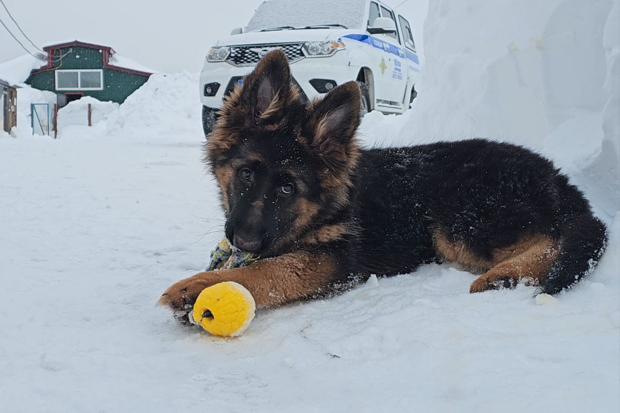 Знакомьтесь! Меня зовут Марго, и я щенок кинологической службы Знакомьтесь! Меня зовут Марго, и я щенок кинологической службы