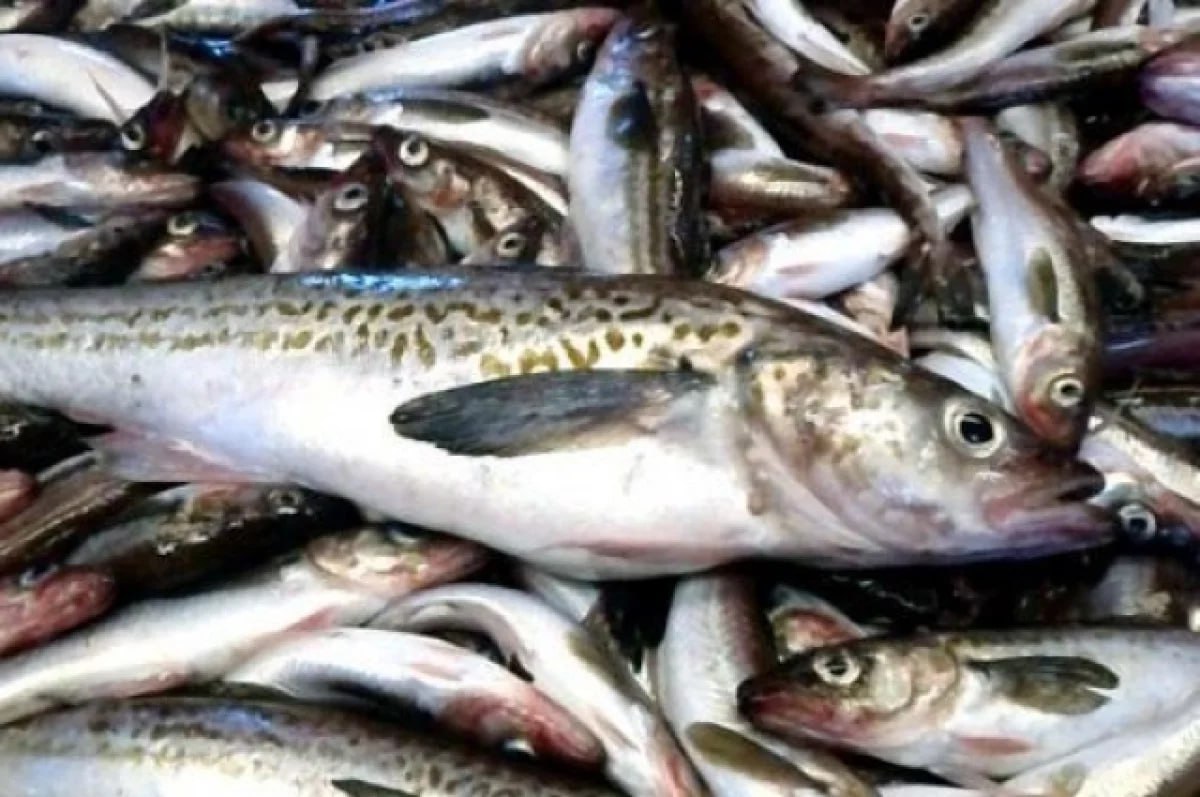 Рыбаки Камчатки начали ловлю минтая, сельди и трески