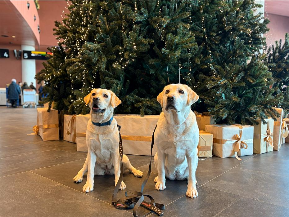 Лабрадор-ретривер Спарта приступила к работе в аэропорту Елизово