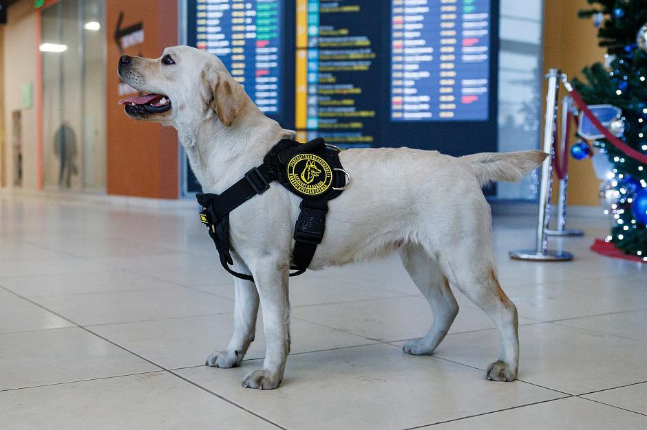 Лабрадор-ретривер Спарта приступила к работе в аэропорту Елизово Лабрадор-ретривер Спарта приступила к работе в аэропорту Елизово