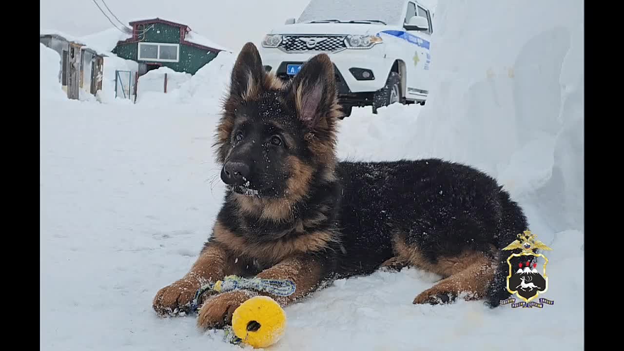 В Камчатской кинологической службе пополнение
