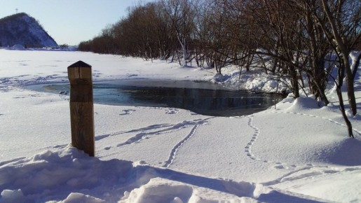 Засилье крыс на Култучном озере