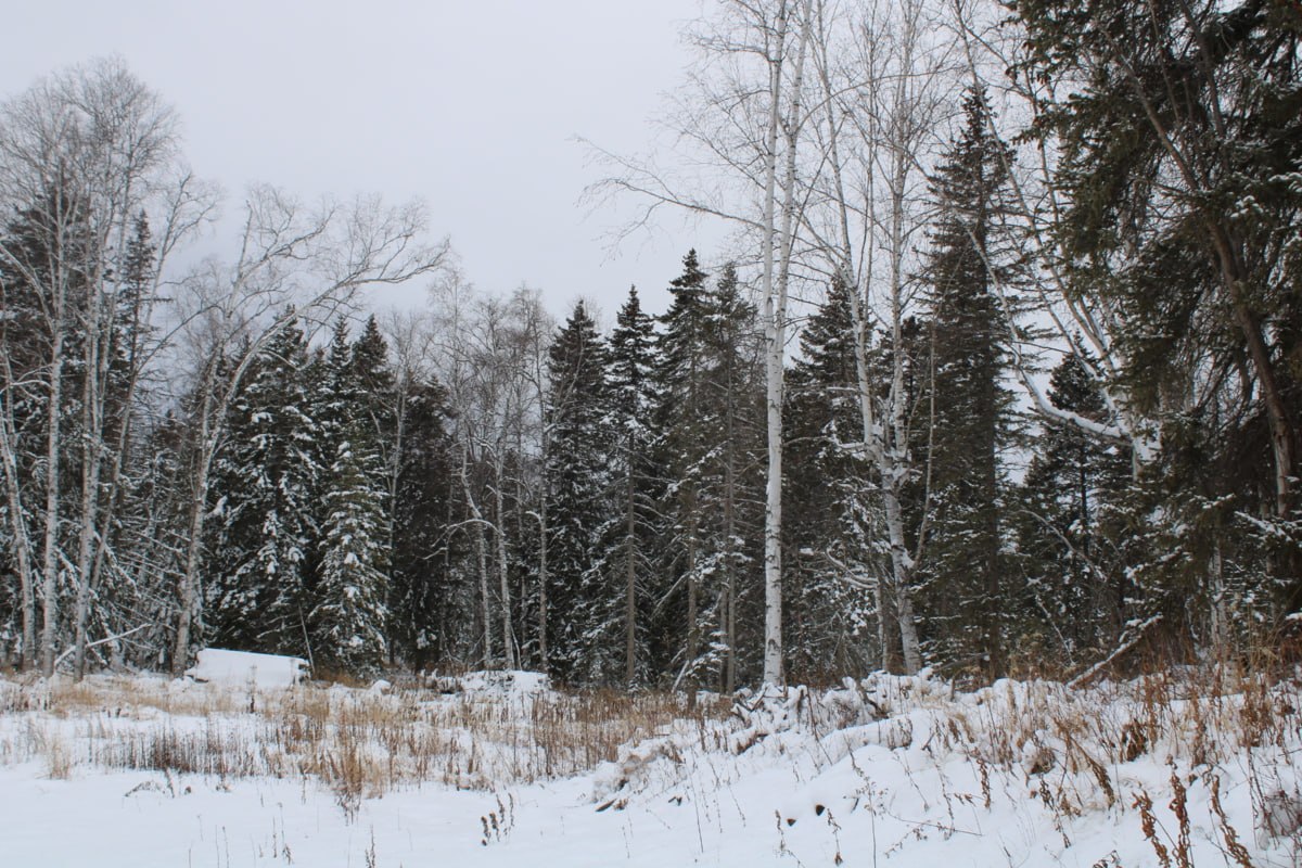 Лесные инспекторы Камчатки провели свыше 3000 патрулирований в 2025 году