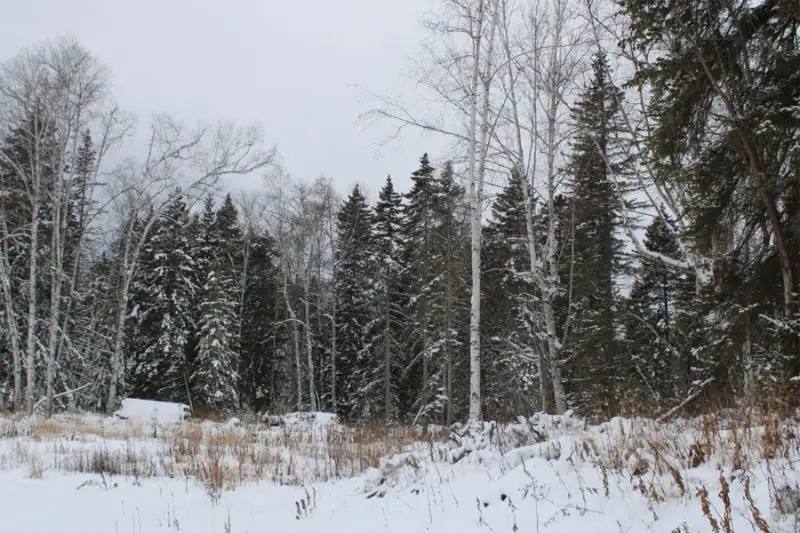 На Камчатке подвели итоги лесного надзора