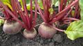 Технология sweetest harvest: секреты успешного выращивания свёклы