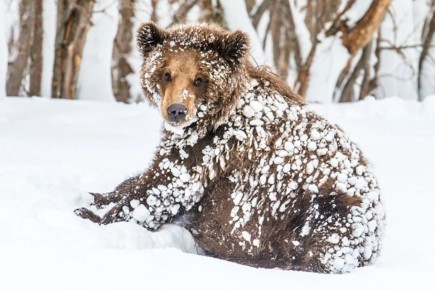 �������� �������� �����, ����� ��������� ��������� ������