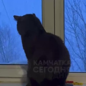 �������� ���������� ���������