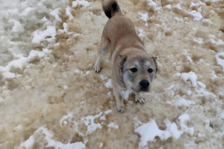 ������������� ������ �������� ������� �������� �� �������� �����