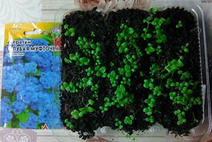 ��� ������� ������� ������ �������� � ��������