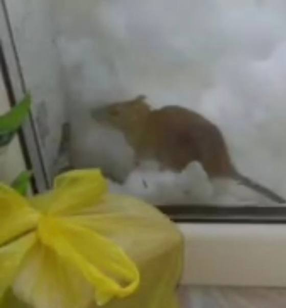 Крысы через сугробы пробираются к окнам жителей Петропавловска