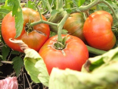 ����� ����� �� �������� � �������: ��� �������� ���������������� ������