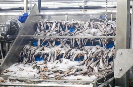 Росрыболовство увеличило допустимые уловы на год