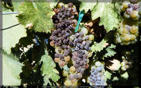 ������-��������� ������: ������ �� ���������� ������� �����������