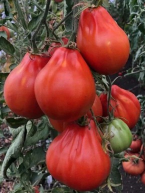 Томат Красная груша Франчи: спокойное руководство по выведению урожая и вкуса