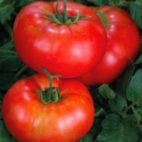 Сибирский здоровяк: как один мощный куст даёт крупные плоды даже в суровом климате