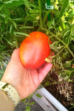 ��������� ����� ��� ������������ �����: ����������� �� ���������� �������