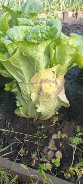 Пекинская капуста как часть простого семейного меню