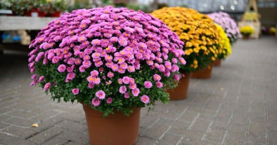 ��������� ����������: ������ ���������� ����������� �� ����� � ��� ��������� � �� ����