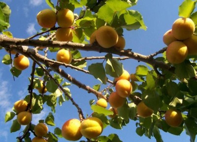 ������������� ��������: ����� ������ ��� ������� ������ ������