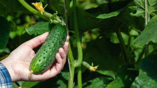 �� ���� �� ������� ������ �� ����: ������ �������� ������ ������ � �������� � �����